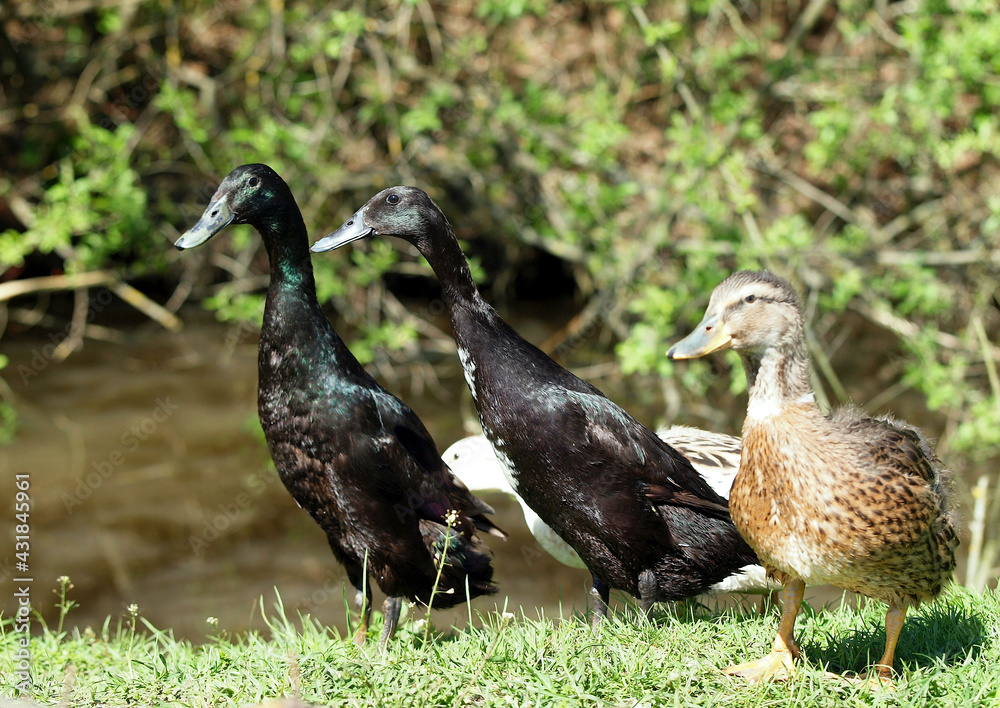 Family of Indian Runner ducks in natural habitat Family of Indian Runner ducks in natural habitat