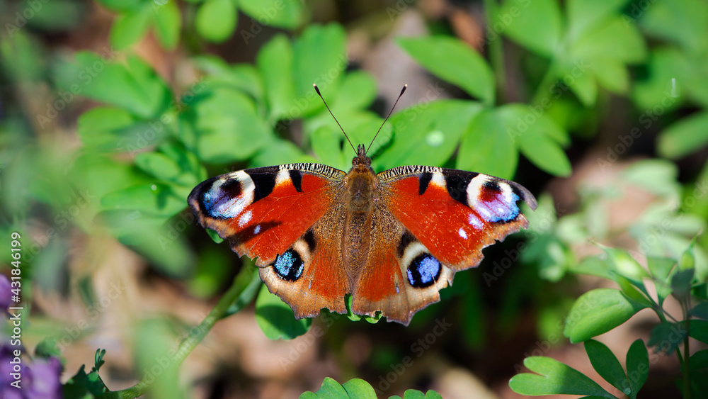 Inachis io. butterfly on green leaves. colorful wings. big beautiful insect. butterfly isolated on green background. top view, in spring or summer. close-up. macro nature Inachis io. butterfly on green leaves. colorful wings. big beautiful insect. butterfly isolated on green background. top view, in spring or summer. close-up. macro nature