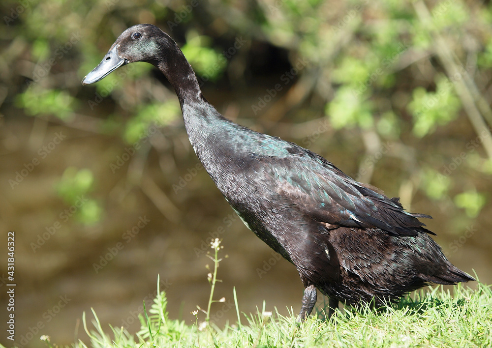 Fototapeta premium Black Indian Runner duck in its natural habitat