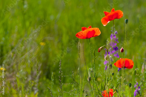 red poppies are blooming in the field. Field of bright red corn poppy flowers in summer. bright green blurred natural background, meadow flowers. close-up, place for text