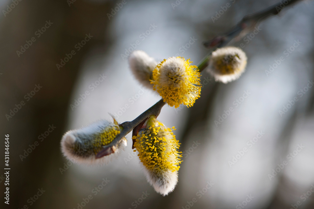 willow blossoms with yellow fluffy flowers. Close up of Goat willow blossom, yellow pollen covered catkins, spring willow blossom causing allergy. Buds of the willow blossom in Easter spring time. willow blossoms with yellow fluffy flowers. Close up of Goat willow blossom, yellow pollen covered catkins, spring willow blossom causing allergy. Buds of the willow blossom in Easter spring time.