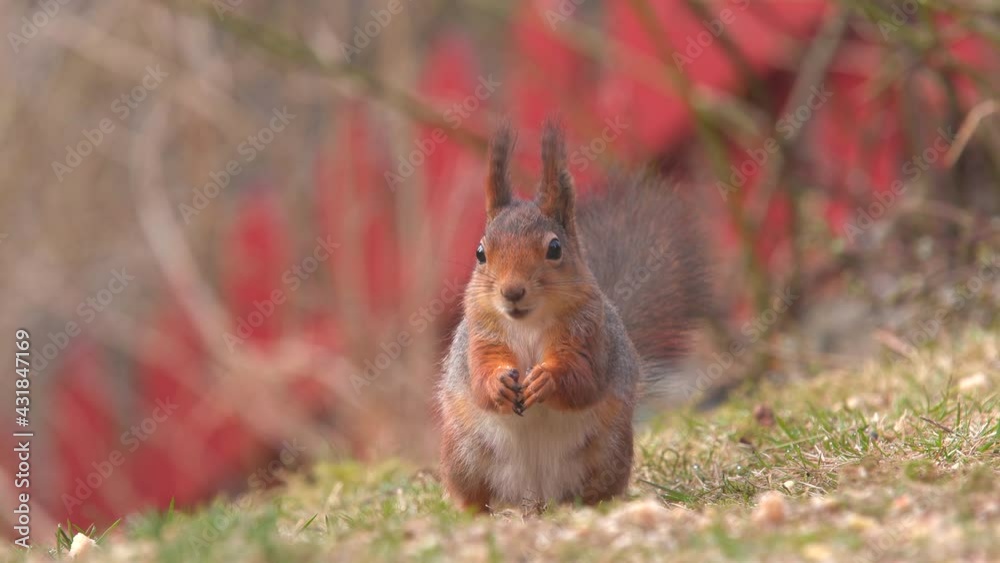 red squirrel animal front view feeding on ground feed sunny morning natural world norway