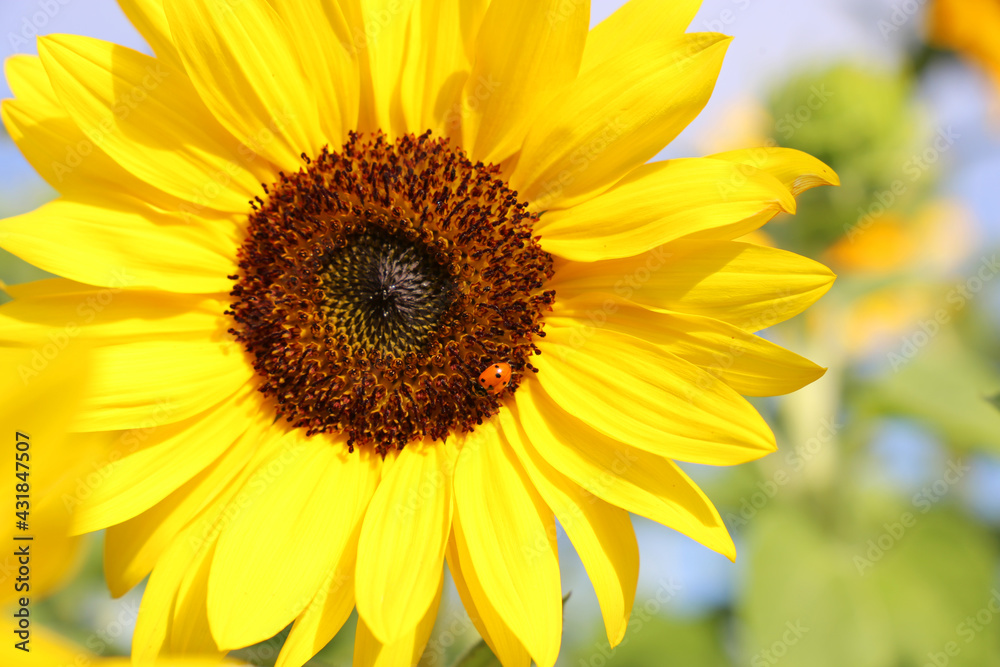 Sonnenblume (Helianthus annuus).