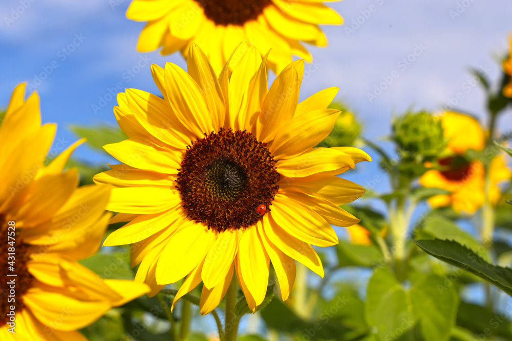 Obraz premium Sonnenblume (Helianthus annuus).