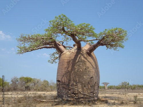 [Madagascar] Large baobab tree Fony with lots of leaves in morombe photo