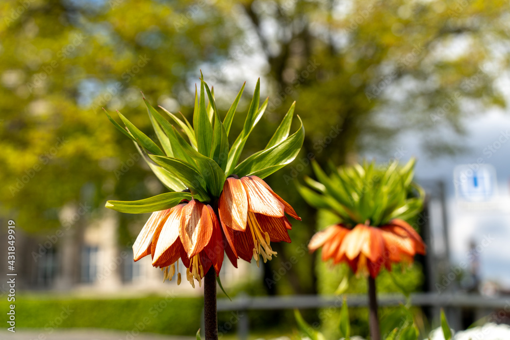 blühende Eduard Kaiserkrone (Fritillaria eduardii), Hamburg, Deutschland