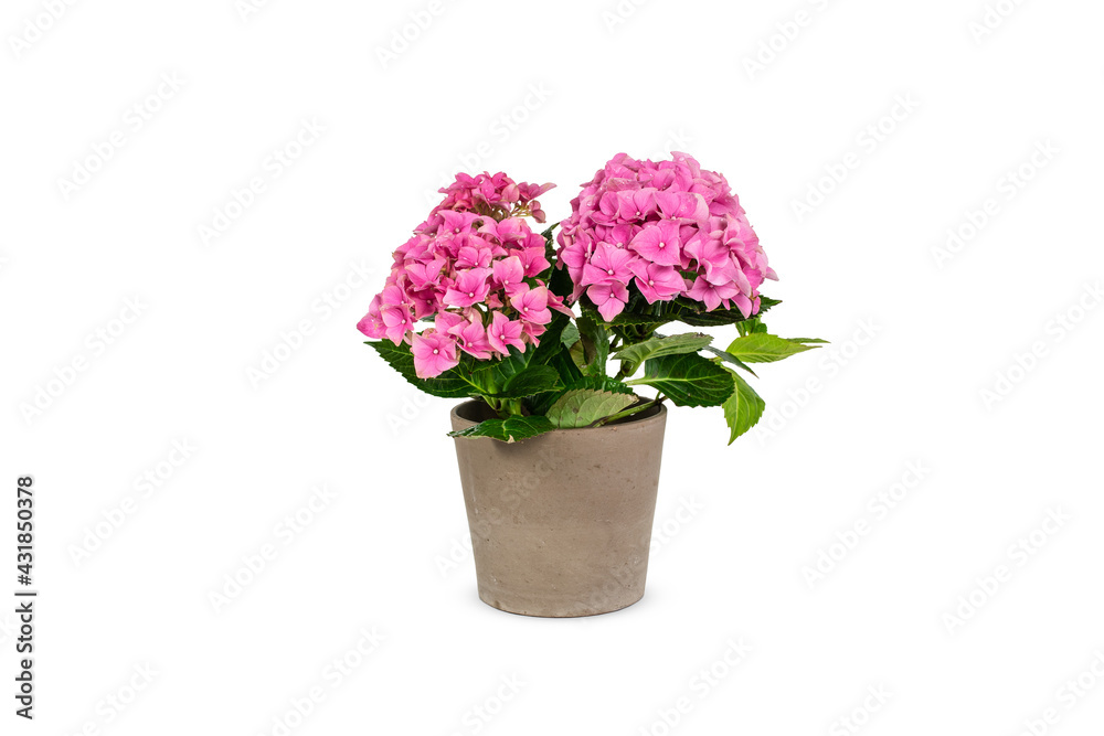 Pink Hydrangea in pot isolated on white.