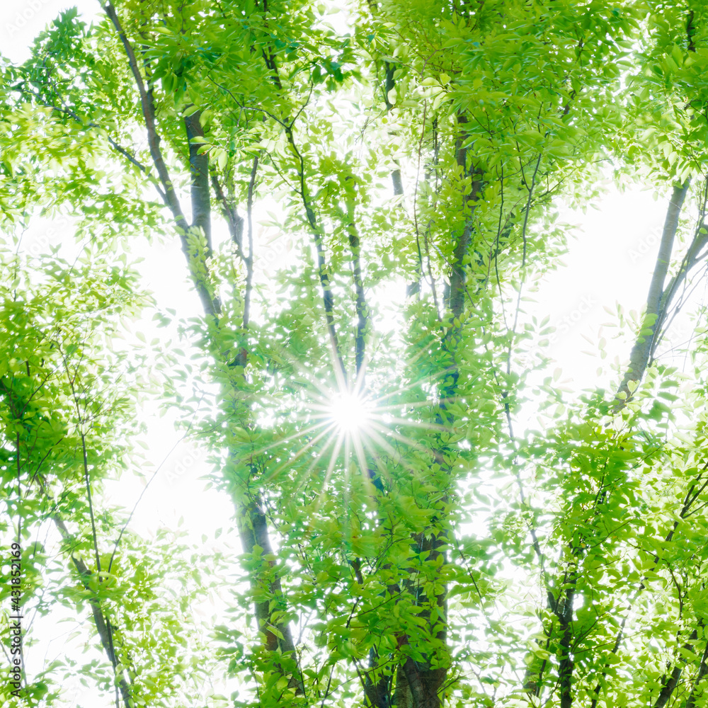 木漏れ日 陽光 新緑 Stock Photo Adobe Stock