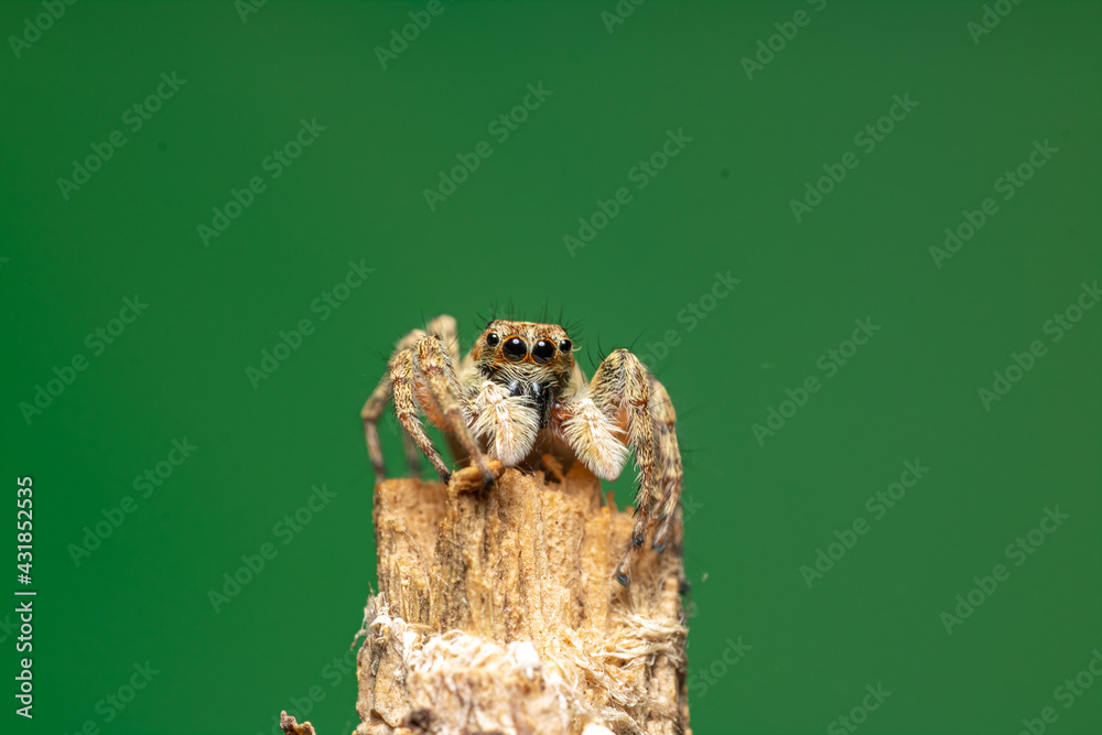 Araña saltarina caza moscas Araña saltarina caza moscas