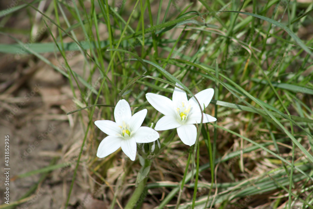 two garden star-of-bethlehem on green grass background closeup two garden star-of-bethlehem on green grass background closeup