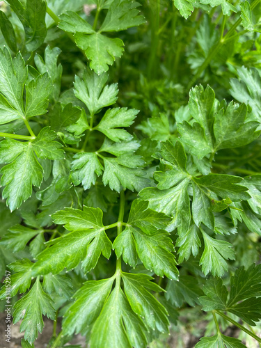 green wild celery closeup view of it