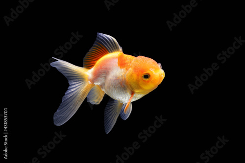Side goldfish picture. Goldfish isolated on black background. Goldfish swimming in the black background.