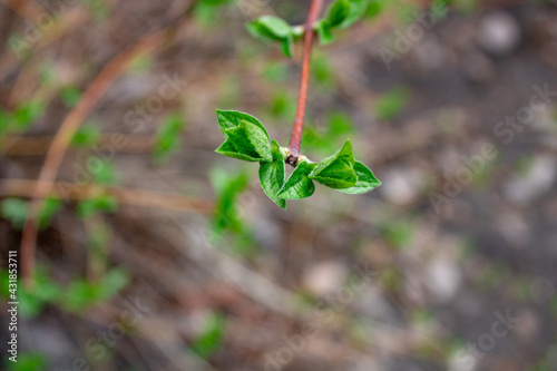 tender green leaves on brown branches against a blurry background in early spring