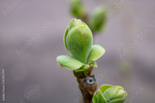 A branch of a lilac bush with two unopened green buds in early spring. Close-up. Spring in the garden, trees wake up from hibernation. 3d illustration.