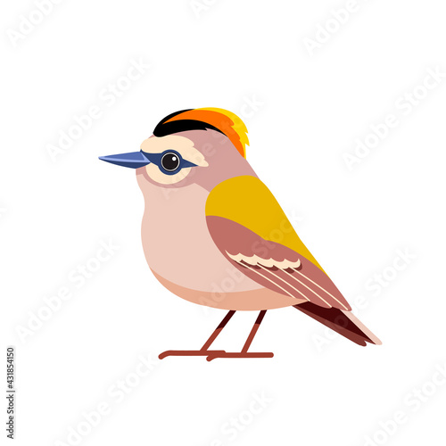 Goldcrest is a very small passerine bird in the kinglet family. Tiny bird Cartoon flat style beautiful character of ornithology, vector illustration isolated on white background photo