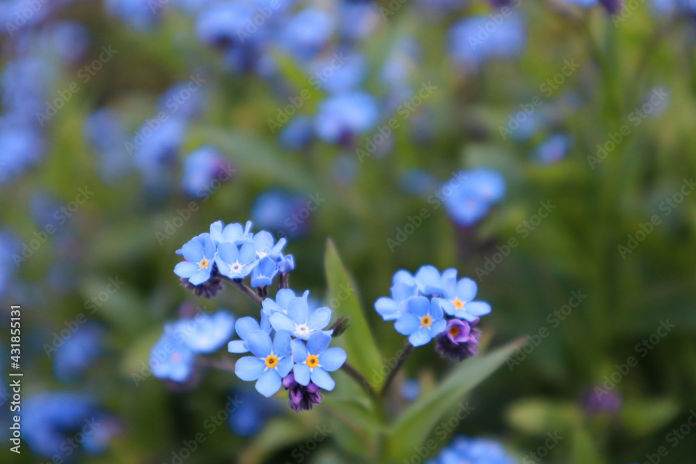 forget-me-not