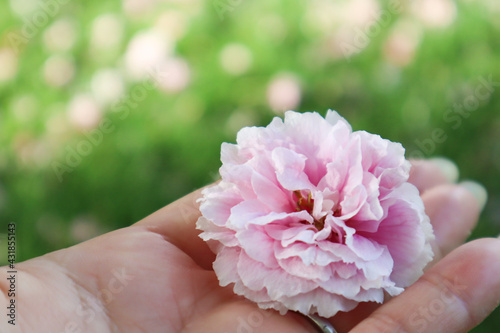 Cherry blossom flower on a hand