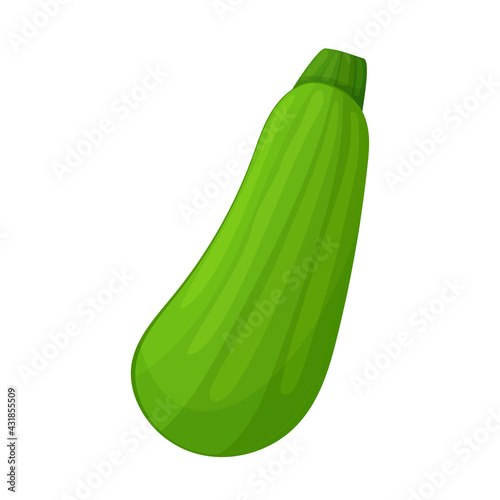 Green vegetable marrow vector illustration. Vegetables in cartoon style isolated on white background.
