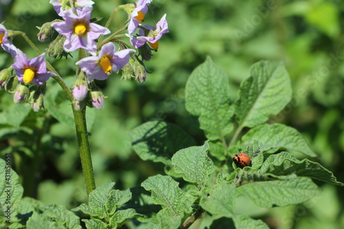 Blooming potato top flowers and green leaves with red Colorado beetle at summer day