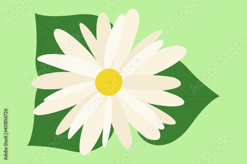 Vector white chamomile flower. Background design for herbal tea, natural cosmetics, health care products, aromatherapy, homeopathy, textile. Field Chamomile Blossom Concept