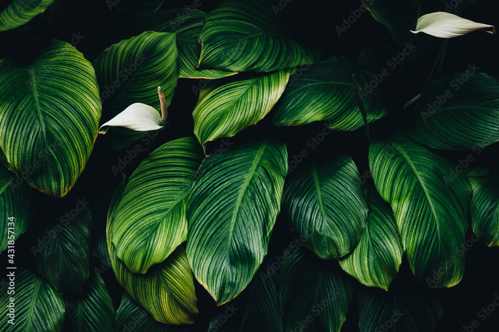 Fototapeta green leaves on black background