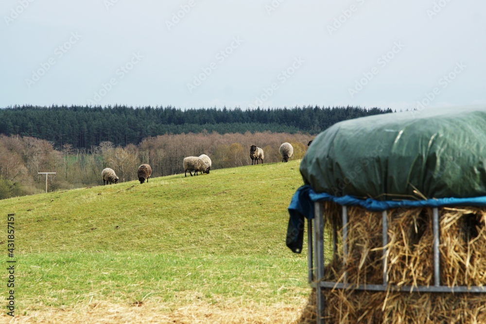 dorper sheep grazing in a pasture