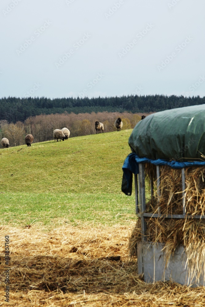 dorper sheep grazing in a pasture