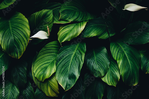 green leaves on black background