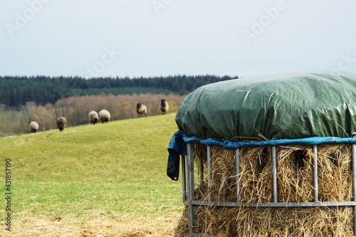 Obraz na płótnie dorper sheep grazing in a pasture w salonie
