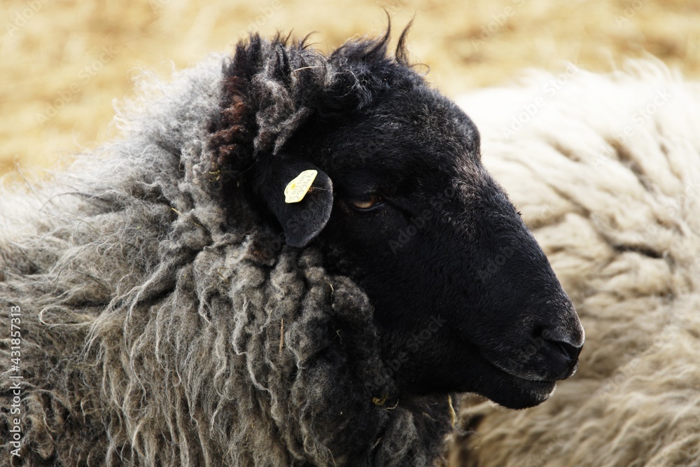 dorper sheep grazing in a pasture
