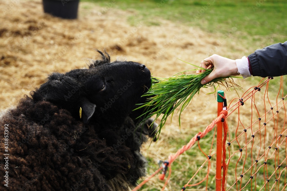 dorper sheep grazing in a pasture