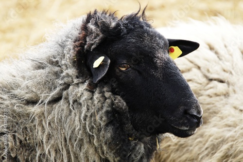 dorper sheep grazing in a pasture