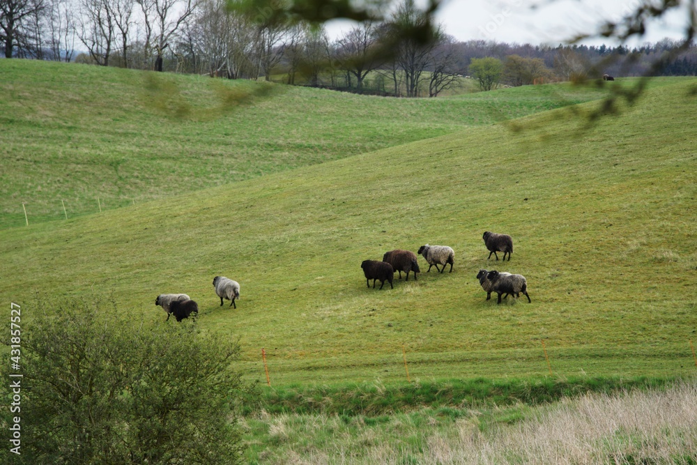 dorper sheep grazing in a pasture