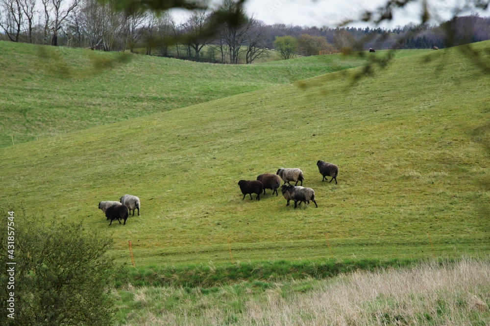 dorper sheep grazing in a pasture