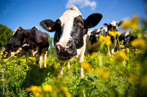Vache laitière au milieu des champ d'herbe et de fleurs au printemps.