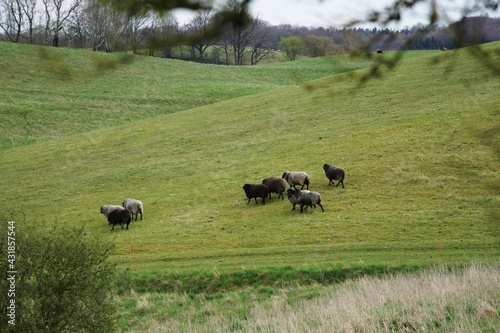 Obraz na płótnie dorper sheep grazing in a pasture w salonie
