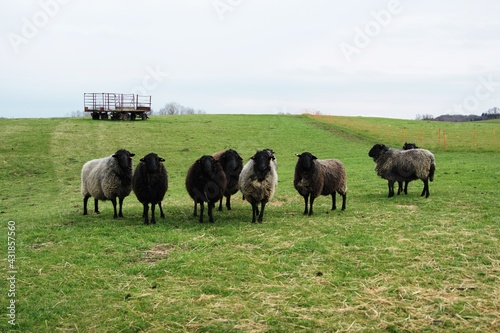 Obraz na płótnie dorper sheep grazing in a pasture w salonie