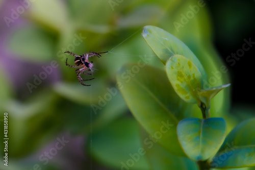 bug on a flower © Gustavo Palacios
