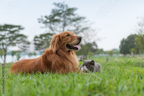Photography Golden Retriever and British Shorthair lying on the grass