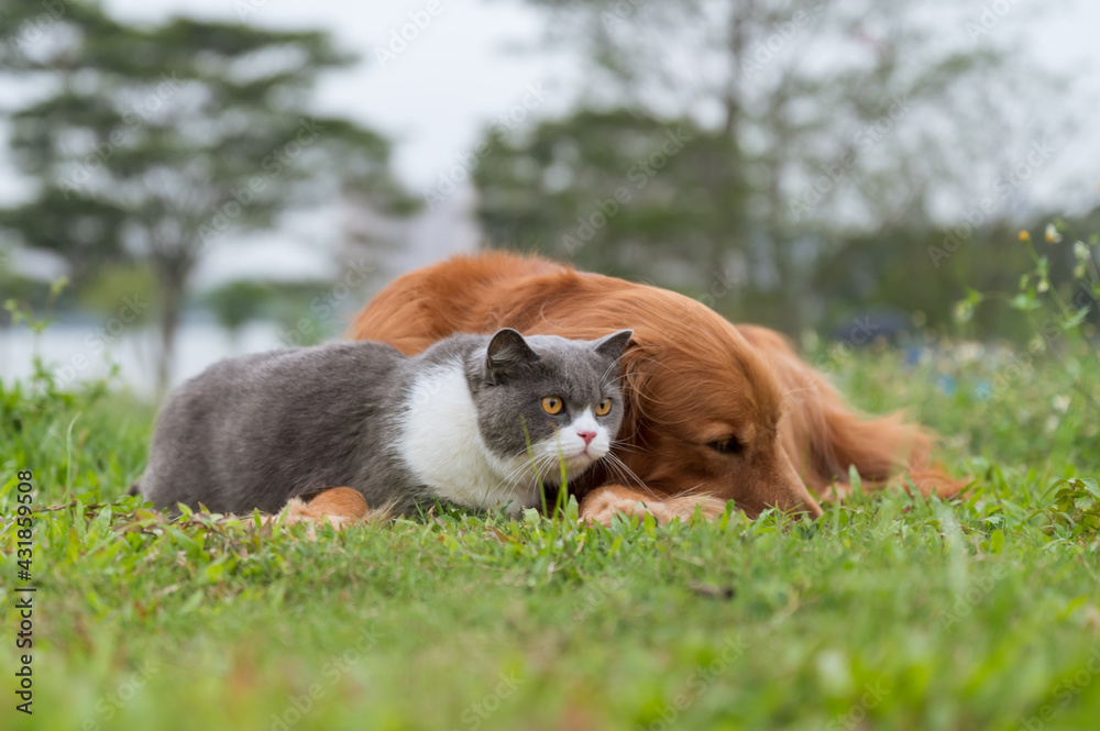 Golden Retriever and British Shorthair lying on the grass Golden Retriever and British Shorthair lying on the grass