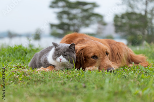 Golden Retriever and British Shorthair lying on the grass