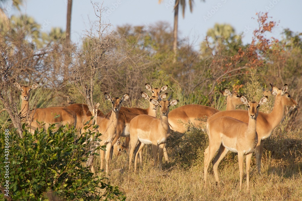 Fototapeta premium impala in the wild