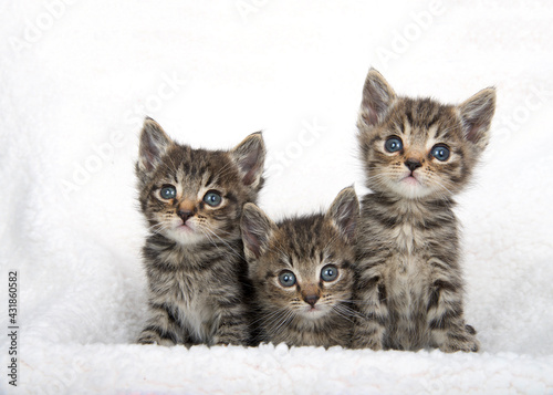 Three adorable baby tabby kittens on a sheep skin blanket looking at viewer.