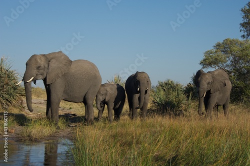 herd of elephants