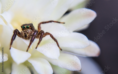 Spider on white cactus flower