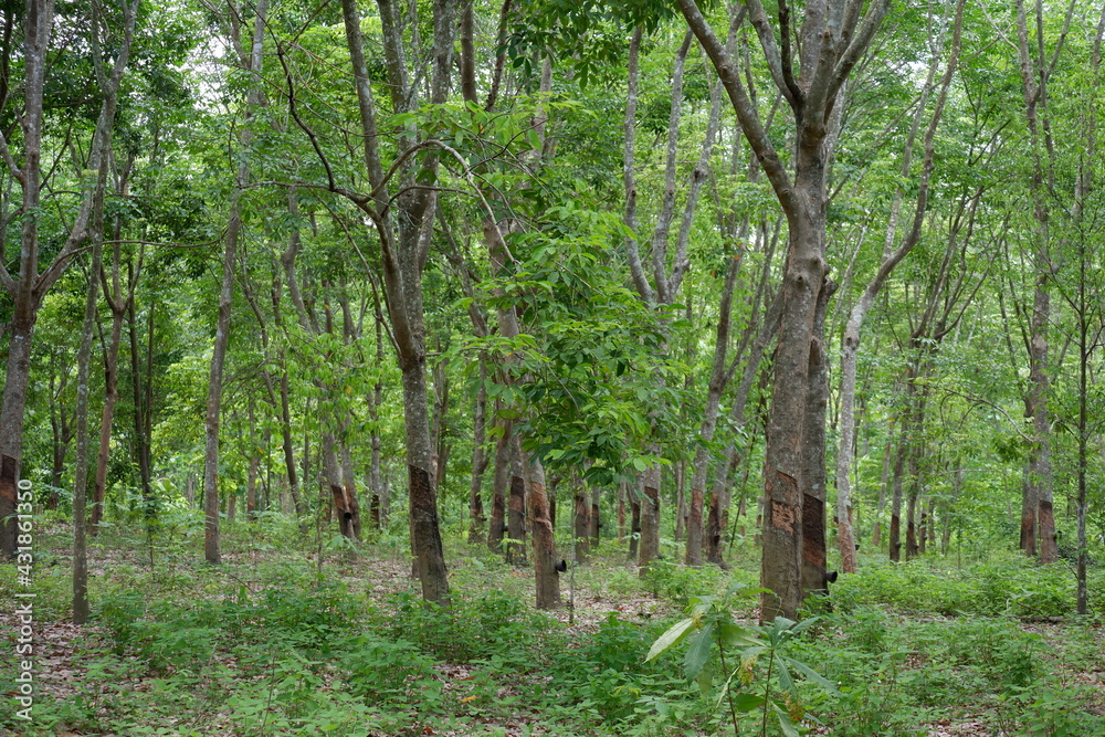 Obraz premium trees in the woods