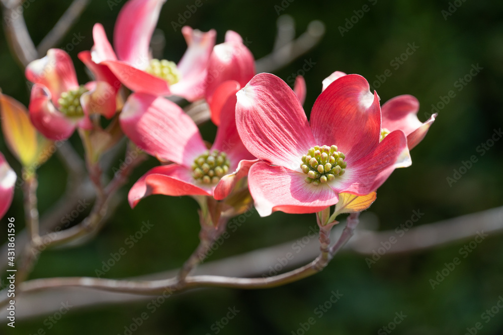 Obraz premium ハナミズキ