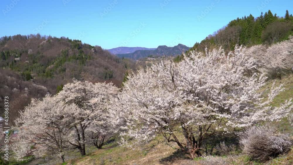陸郷の山桜 陸郷の山桜