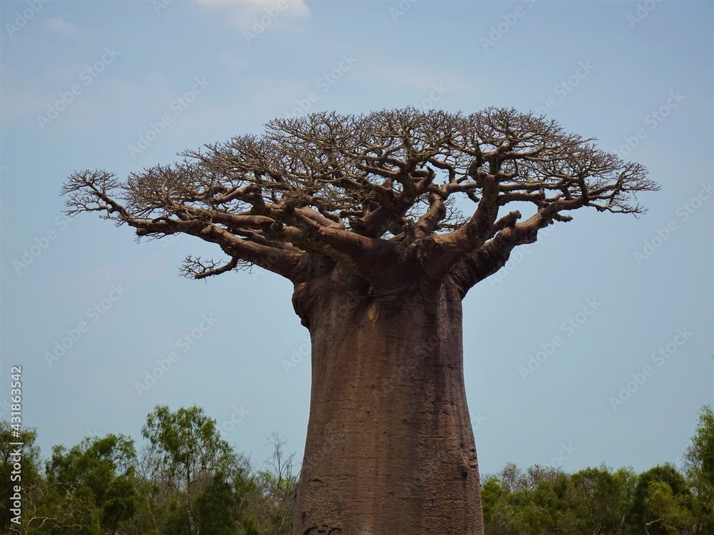[Madagascar] One big baobab tree, Adansonia grandidieri in Andonbiry ...