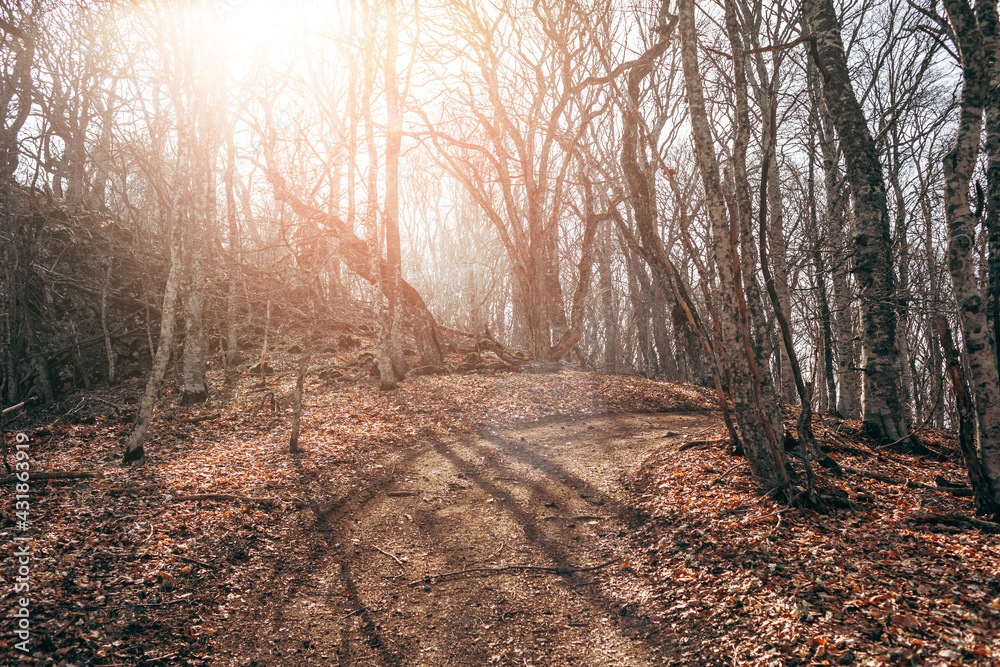 Road through dawn morning forest at autumn Road through dawn morning forest at autumn